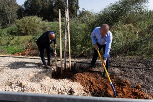 שני גברים חופרים באדמה לצורך שתילת עץ צעיר. יו"ר חירייה - ראובן לדיאנסקי וחבר המועצה אהרוני חג'בי
